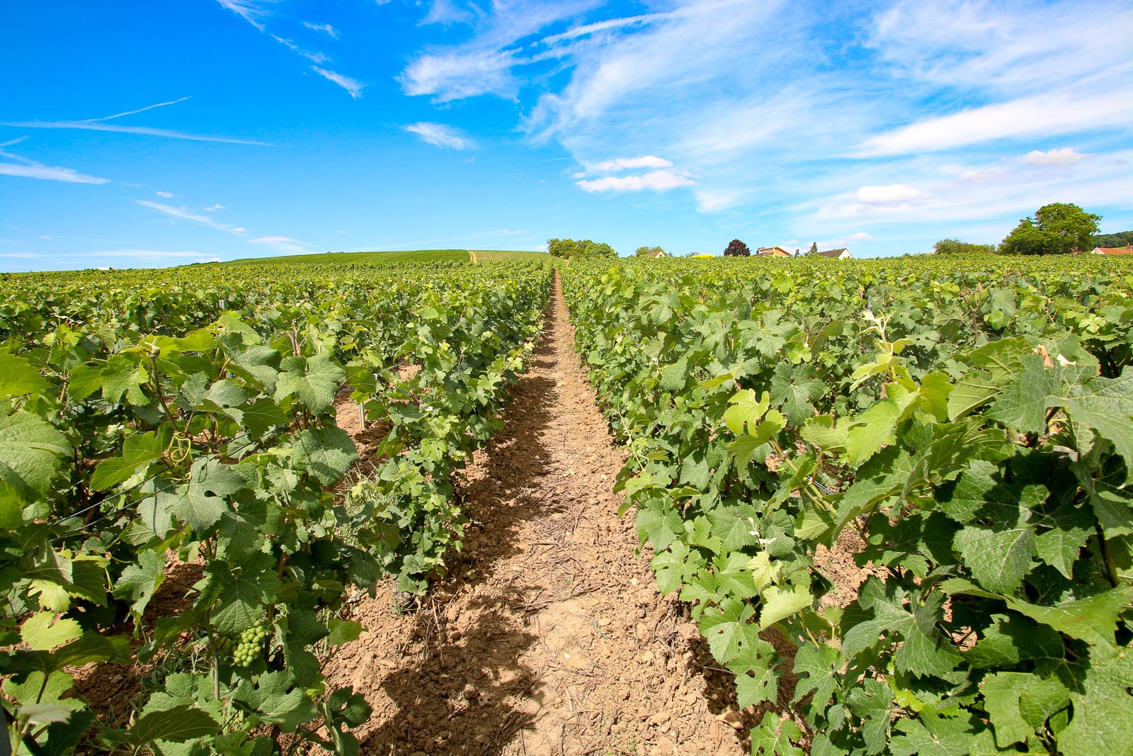 Culture de la vigne