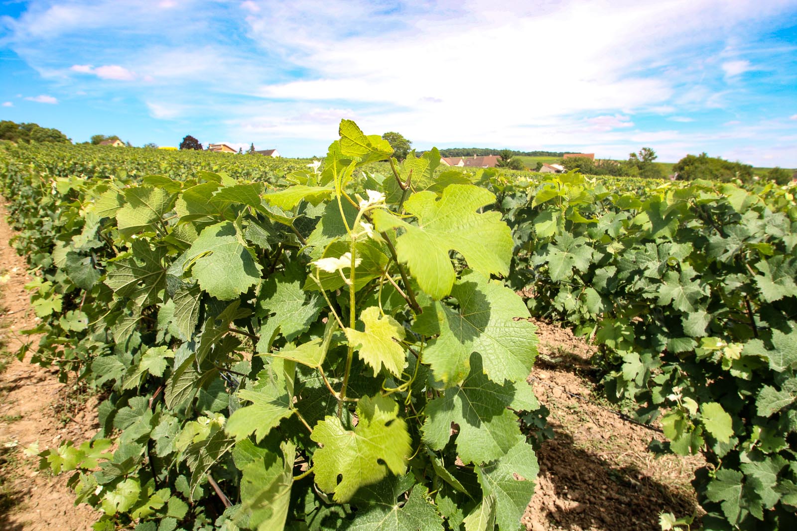 Le Vignoble Champagne Christian Naudé