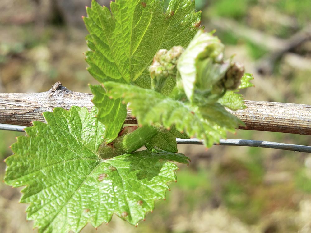 Le Vignoble Champagne Christian Naudé