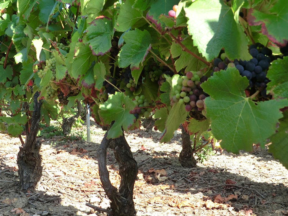 Le Vignoble Champagne Christian Naudé