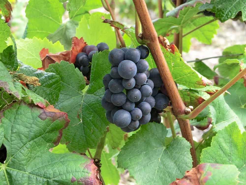 Le Vignoble Champagne Christian Naudé