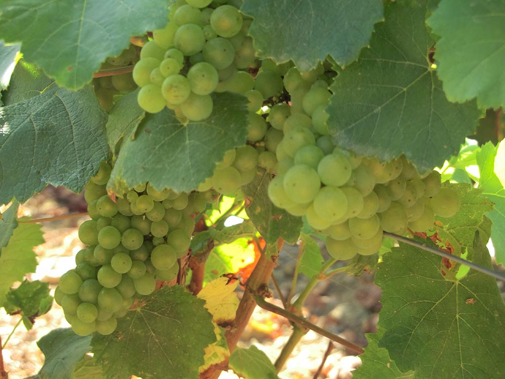 Le Vignoble Champagne Christian Naudé